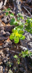 Lonicera subspicata denudata
