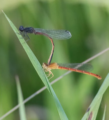 Amphiagrion