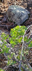Lonicera subspicata denudata