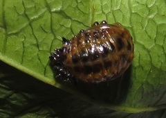 Plagiosterna nigritarsis