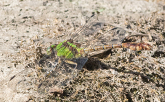 Ophiogomphus rupinsulensis