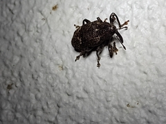 Heilus bioculatus