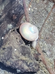 Margarites helicinus