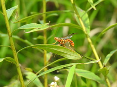 Megarhyssa greenei