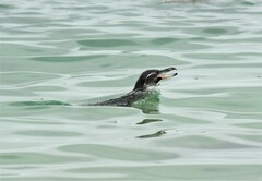 Spheniscus mendiculus