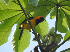 Icterus auricapillus