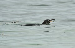 Spheniscus mendiculus