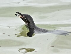 Spheniscus mendiculus