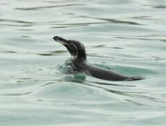 Spheniscus mendiculus