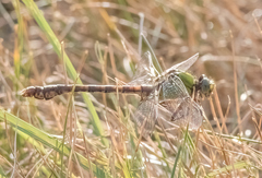Ophiogomphus