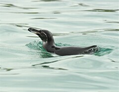 Spheniscus mendiculus