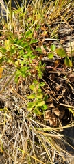 Tauschia arguta