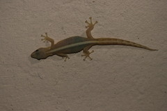 Afrogecko porphyreus