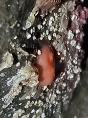 Cnemidocarpa finmarkiensis