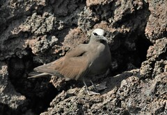 Anous stolidus galapagensis