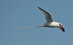 Phaethon aethereus mesonauta