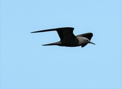Anous stolidus galapagensis