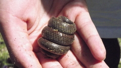 Duberria lutrix