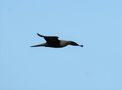 Anous stolidus galapagensis
