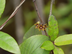 Hemidesmus indicus