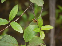 Hemidesmus indicus