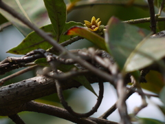 Hemidesmus indicus