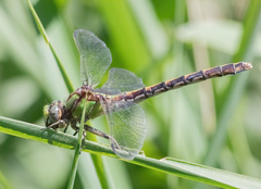 Ophiogomphus smithi
