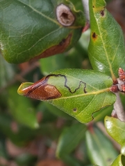 Stigmella saginella