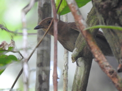 Schiffornis stenorhyncha