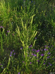 Reseda luteola