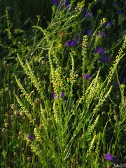 Reseda luteola