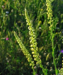 Reseda luteola