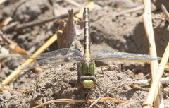 Ophiogomphus smithi