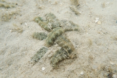 Plakobranchus ocellatus