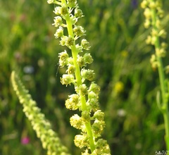 Reseda luteola