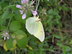 Gonepteryx eversi
