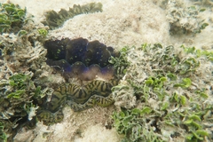 Tridacna