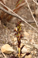 Disa cornuta