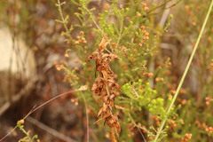Satyrium acuminatum