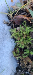 Galium andrewsii