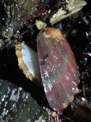 Haliotis kamtschatkana