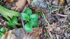 Veronica officinalis
