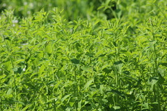 Sphenoclea zeylanica