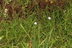 Aristea ensifolia