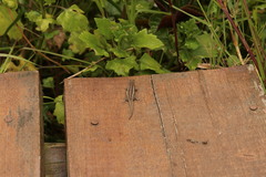 Lygodactylus capensis