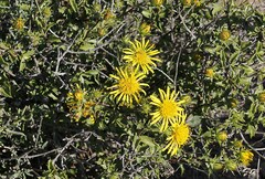 Berkheya spinosa