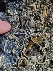 Amphiodia occidentalis