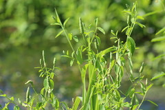 Sphenoclea zeylanica