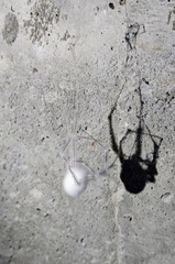 Engyodontium aranearum