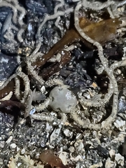 Amphiodia occidentalis